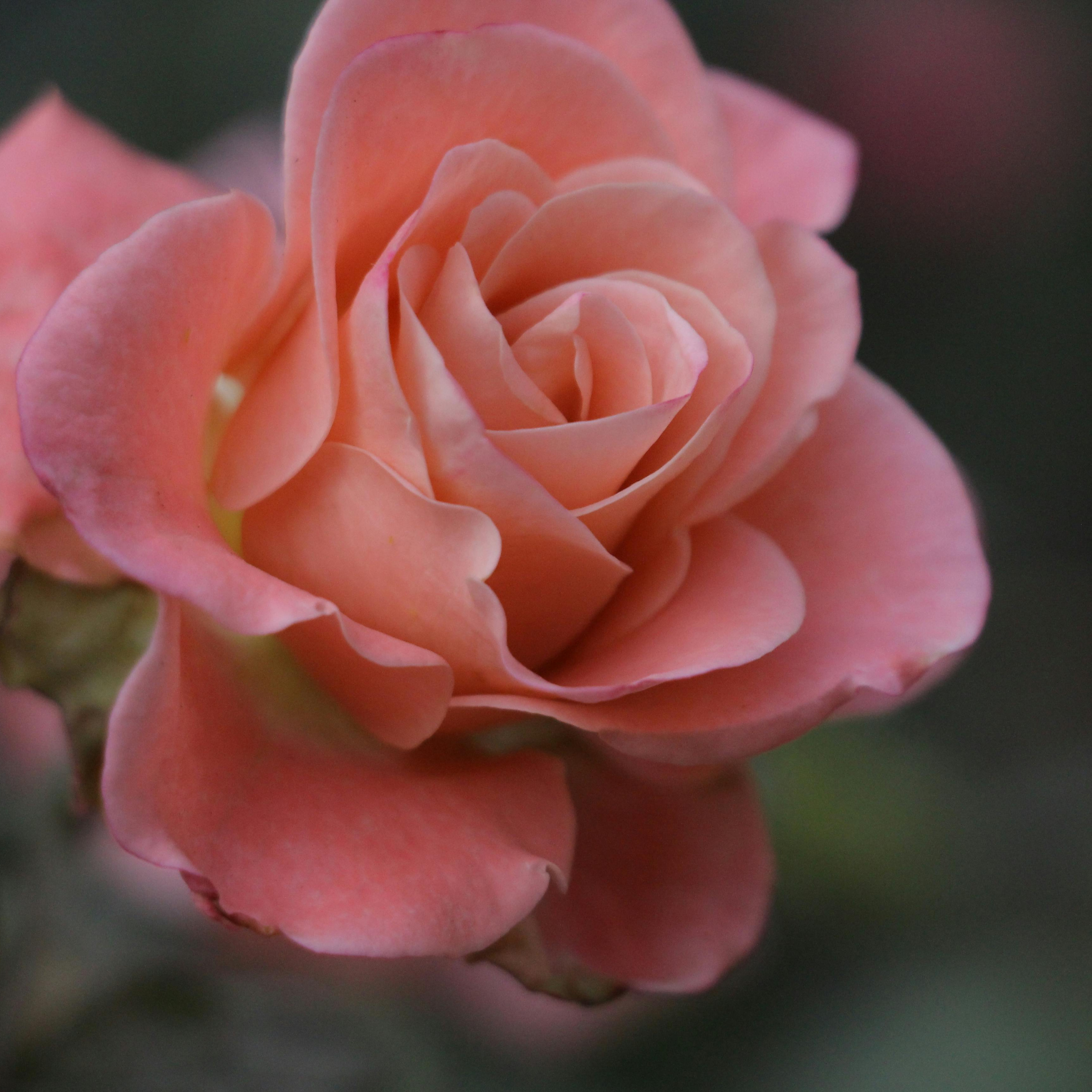 High Center Roses Roses – Ship to Home B.B. Barns