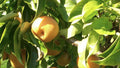 European Pear (Prunus 'Fruit Oriental Asian Pear') - 7 gallon