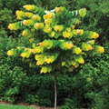 Rising Sun Redbud (Cercis canadensis 'Rising Sun') - 2 gallon 3-4' TREE