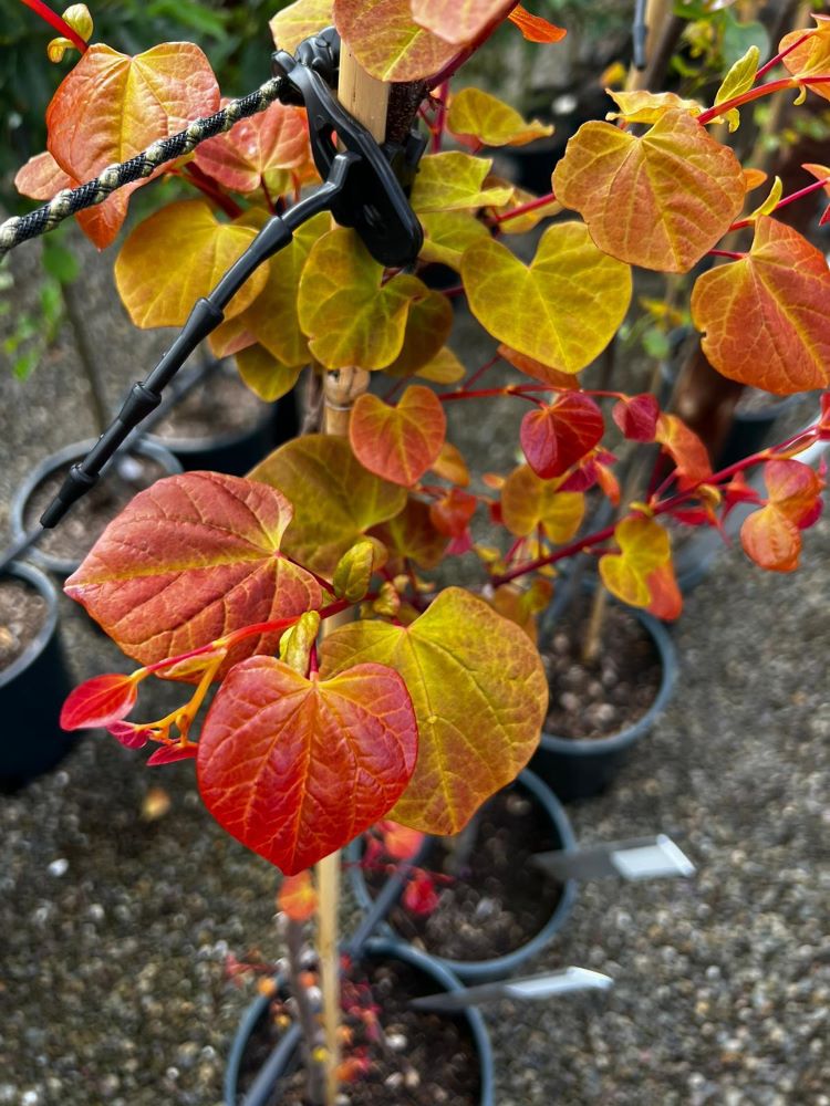 Hearts A'Fire™ Redbud (Cercis canadensis 'Hearts A' Fire') - 2 gallon 3-4' TREE