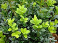Calgary Boxwood (Buxus koreana x sempervirens 'Calgary') - 3 gallon