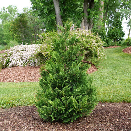 Cedar Rapids® False Cypress (Chamaecyparis cedar 'Rapids') - 3 gallon 30-36"