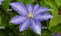 Daniel Deronda Clematis (Clematis daniel 'Deronda') - 1 gallon