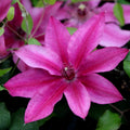 Darcy™ Clematis (Clematis darcy) - 3QT