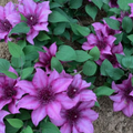 Elodi™ Clematis (Clematis elodi 'Trailing') - 3QT