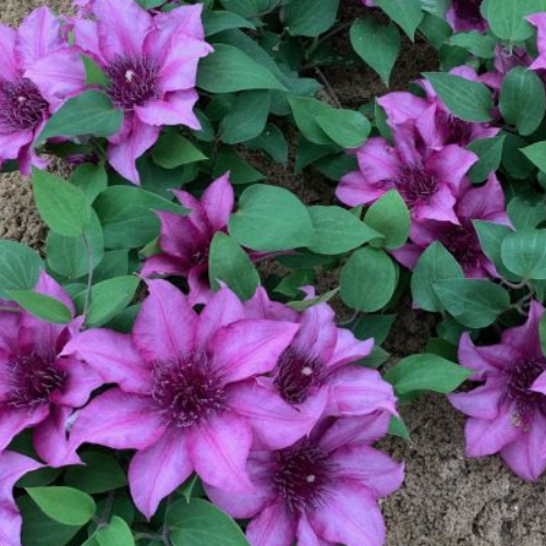 Elodi™ Clematis (Clematis elodi 'Trailing') - DECO POT