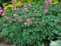 King of Hearts Bleeding Heart (Dicentra king 'Of Hearts') - 1 gallon