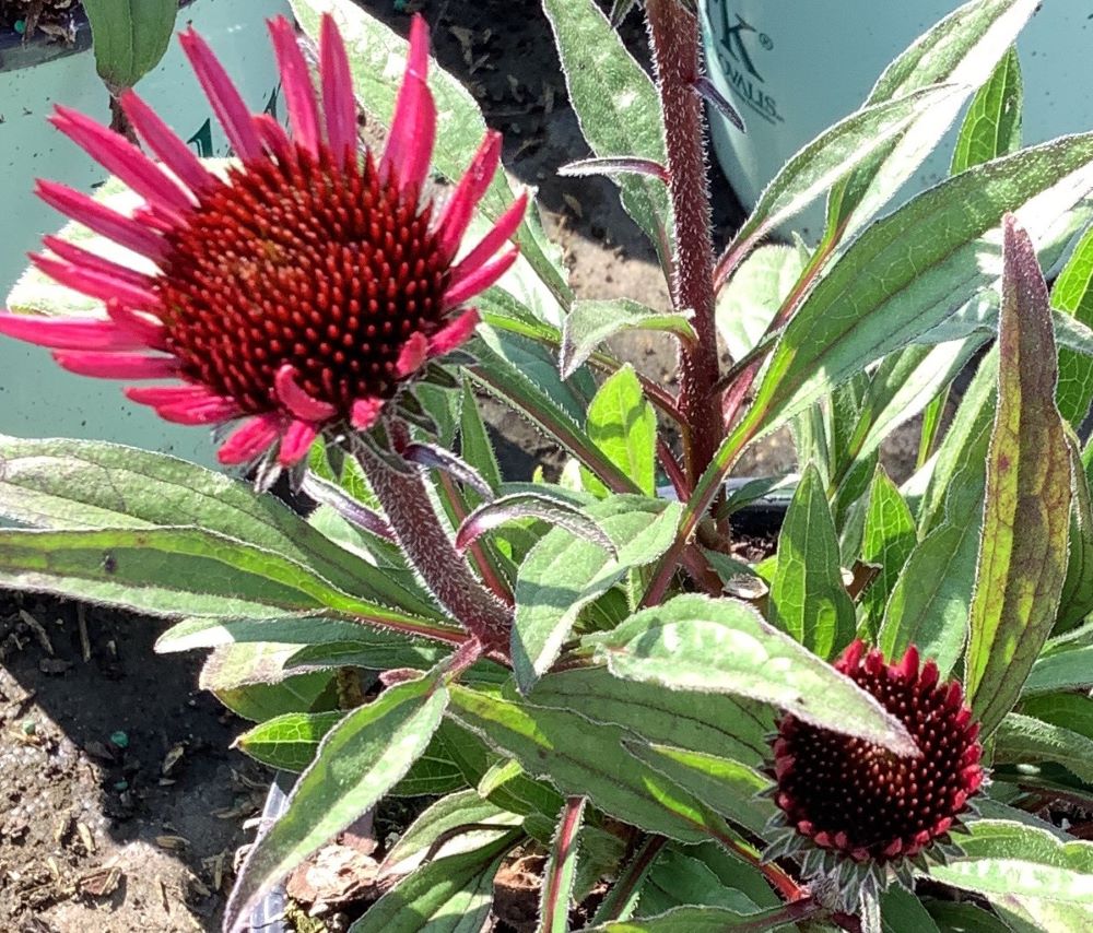 Sunseekers Purplicious Coneflower (Echinacea sunseekers 'Purplicious') - 3QT