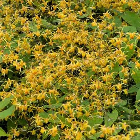 Epimedium Amber Queen Barrenwort (Epimedium amber 'Queen') - 1 gallon