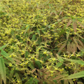 Spine Tingler Barrenwort (Epimedium spine 'Tingler') - 1 gallon