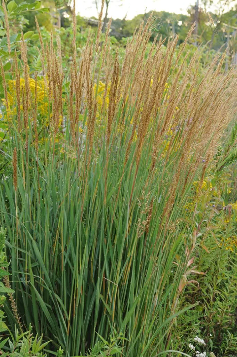 Indian Grass (Sorghastrum 'Sorg. Nutans Indiangrass') - 1 gallon