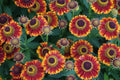 Bandera Sneeze Weed (Helenium 'Mariachi Bandera') - 1 gallon