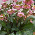 Frostkiss® Dorothy’s Dawn Lenten Rose (Helleborus 'Frostkiss Dorothys Dawn') - 1 gallon