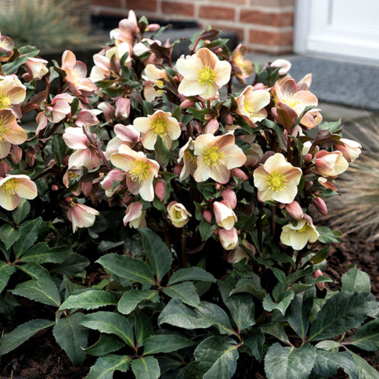 Camelot® Lenten Rose (Helleborus 'Hgc Camelot') - 1 gallon