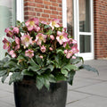 Ice N’ Roses® Rose Lenten Rose (Helleborus 'Ice N Roses Rose') - 1 gallon