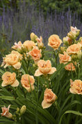 Rainbow Rhythm® 'Siloam Peony Display' Daylily (Hemerocallis 'Rainbow Rhythm Siloam Peony Display') - 1 gallon