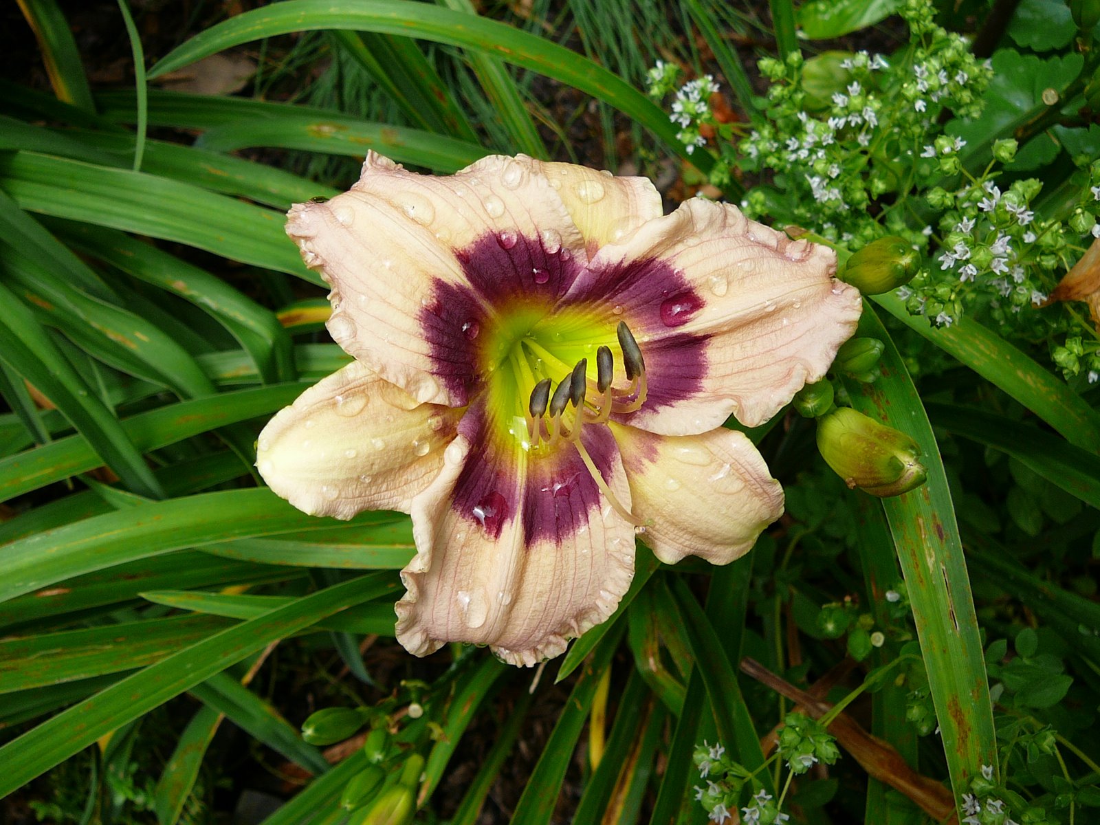 Custard Candy Daylily (Hemerocallis T.A.N. 'Custard Candy') - 1 gallon