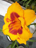 Fooled Me Daylily (Hemerocallis T.A.N. 'Fooled Me') - 1 gallon