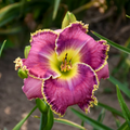 Raspberry Eclipse Daylily (Hemerocallis T.A.N. 'Raspberry Eclipse') - 1 gallon