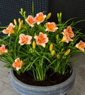 Peach Blast Daylily (Hemerocallis 'Peach Blast') - 1 gallon