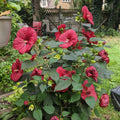 MoonShadow™ Morello Hardy Hibiscus (Hibiscus morello) - 2 gallon