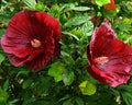 Summerific® Cranberry Crush Rose Mallow (Hibiscus moscheutos 'Cranberry Crush') - 2 gallon
