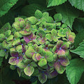 Froggie™ Hydrangea (Hydrangea macrophylla 'Froggie') - 2 gallon