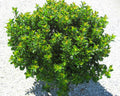 Emerald Magic® Meserve Holly (Ilex x meserveae 'Willemer') - 3 gallon 15"