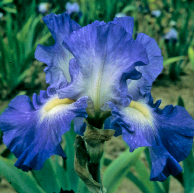 City Lights Reblooming Bearded Iris (Iris germanica 'City Lights') - 1 gallon