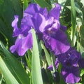 Iris ‘Halston’ (Iris germanica 'Halston') - 1 gallon