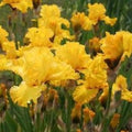 Iris 'Pure As Gold' (Iris germanica 'Pure As Gold') - 1 gallon