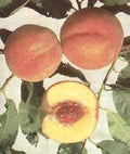 Halehaven Peach (Prunus persica 'Halehaven') - 5 gallon