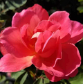 Coral Miracle On The Hudson Rose (Rosa coral 'Miracle On The Hudson') - 3 gallon