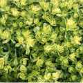 Sweet n Sour Stonecrop (Sedum 'Sweet N Sour') - 1 gallon
