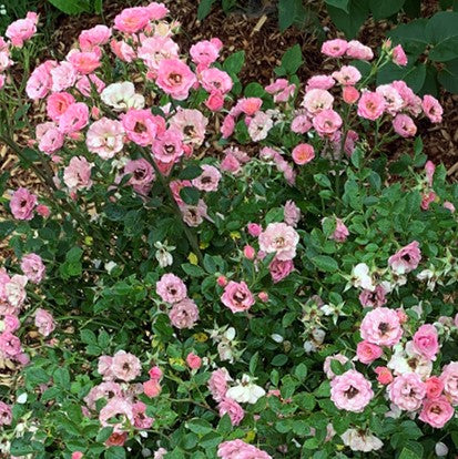 Oso Easy Petit Pink® Landscape Rose (Rosa 'ZLEMarianneYoshida') - 3 gallon
