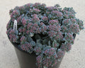 Cauticola Stonecrop (Sedum cauticola) - 1 gallon