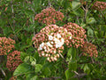 Juddii Viburnum (Viburnum x 'Juddii') - 3 gallon 15"