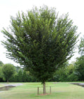 Princeton American Elm (Ulmus americana 'Princeton') - 3 gallon