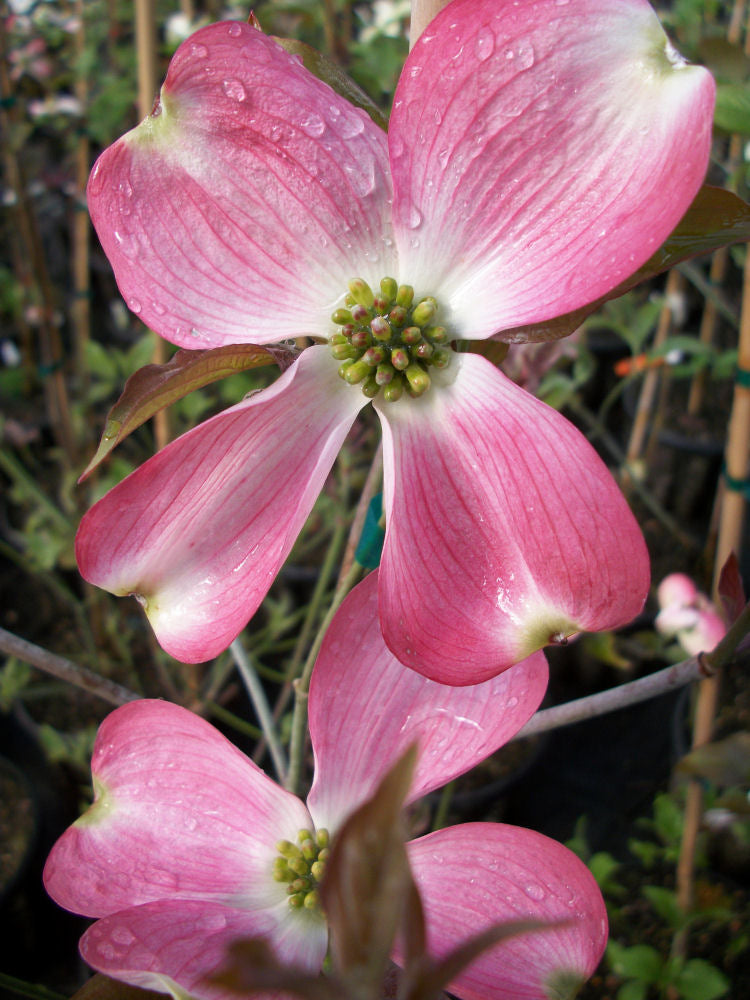 Cherokee Brave Flowering Dogwood (Cornus florida 'Comco No.1') - 1 gallon 3-4' TREE
