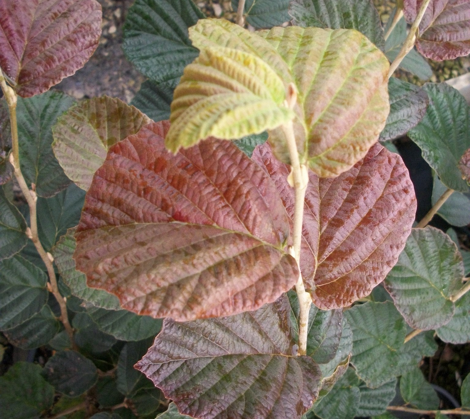 Arnold's Promise Witchhazel (Hamamelis x intermedia 'Arnold's Promise') - 1 gallon TREE