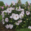 Summerific® 'Ballet Slippers' Rose Mallow (Hibiscus x 'Summerific Ballet Slippers') - 2 gallon
