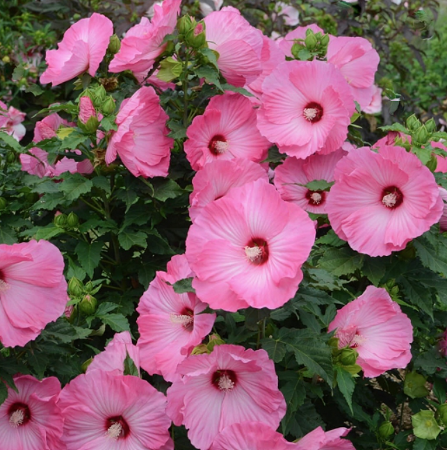 Airbrush Effect Rose Mallow (Hibiscus airbrush 'Effect') - 1 gallon