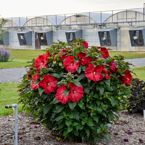 Summerific® 'Valentine's Crush' Rose Mallow (Hibiscus x 'Summerific Valentines Crush') - 2 gallon