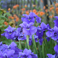Ruffled Velvet Siberian Iris (Iris siberica 'Ruffled Velvet') - 1 gallon