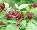 Simply Scentsational® Sweetshrub (Calycanthus simply 'Scentsational') - 3 gallon 15"