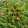 Jewel of Desert® Garnet Ice Plant (Delosperma delosperma 'Jewel of Desert Garnet') - QT