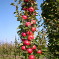 Fruit Snacks® Tasty Red™ Apple (Malus domestica 'Tasty Red') - 2 gallon