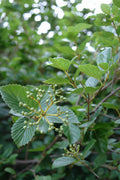 Chicago Lustre™ Viburnum (Viburnum dentatum 'Synnestvedt') - 3 gallon 24"