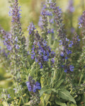 Marcus™ Meadow Sage (Salvia x 'Marcus') - 1 gallon