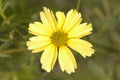 Creme Brulee™ Tickseed (Coreopsis verticillata 'Creme Brulee') - 1 gallon